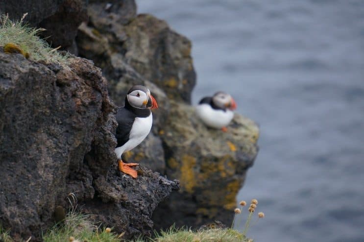 Puffins in Iceland