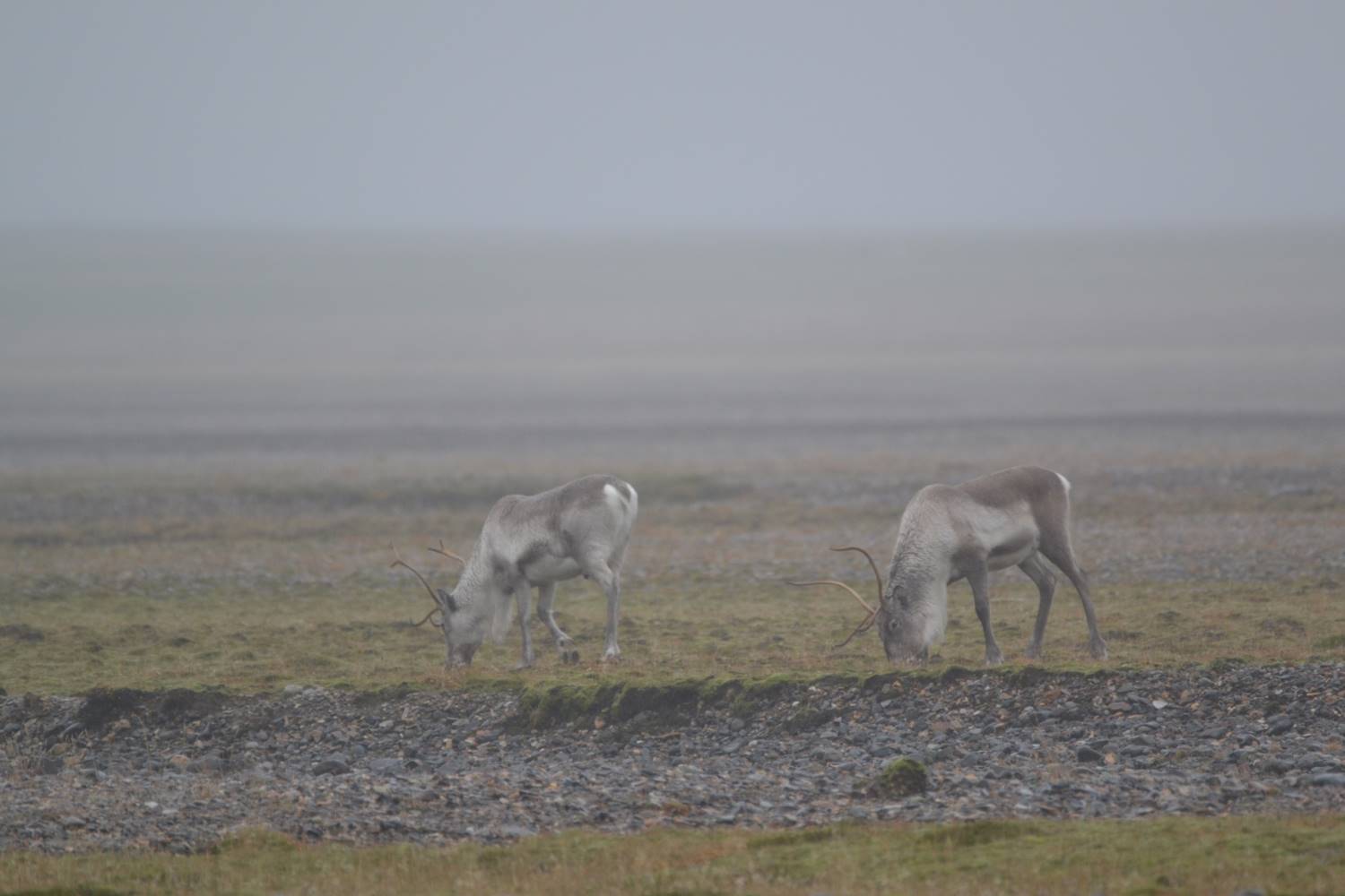 Icelandic Reindeer