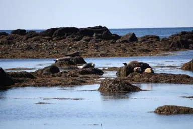 Seals in Snæfellsnes