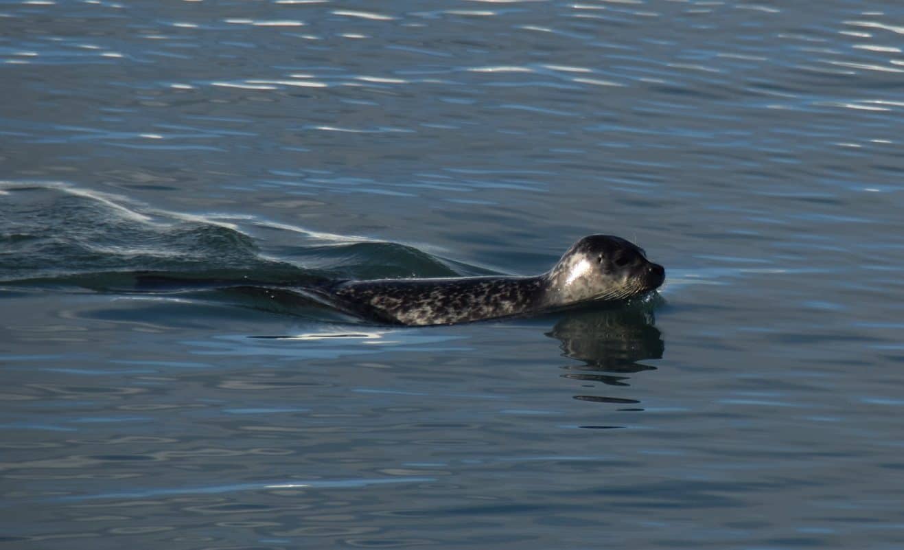 Seals in North Iceland