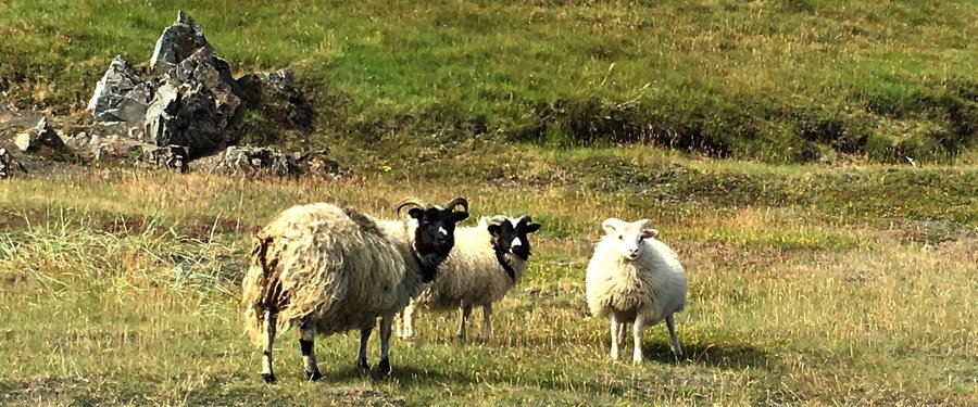 Sheep in Iceland