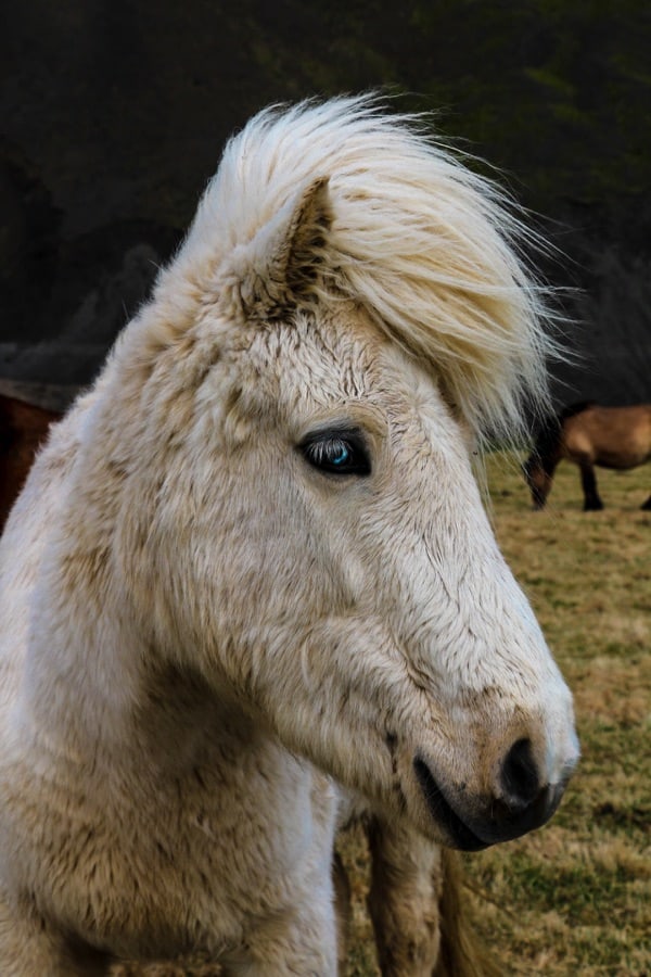 The Icelandic horse