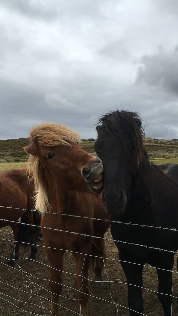 Icelandic horses