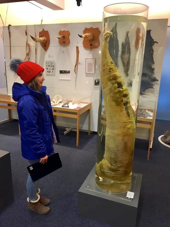 The penis museum in Reykjavik