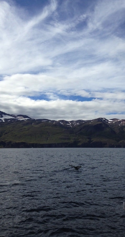 Whale watching in Húsavík