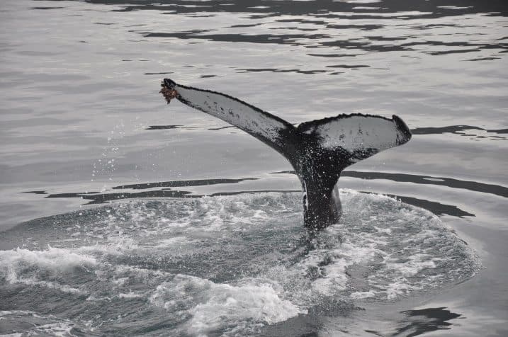 Whale tour in Akureyri, north Iceland