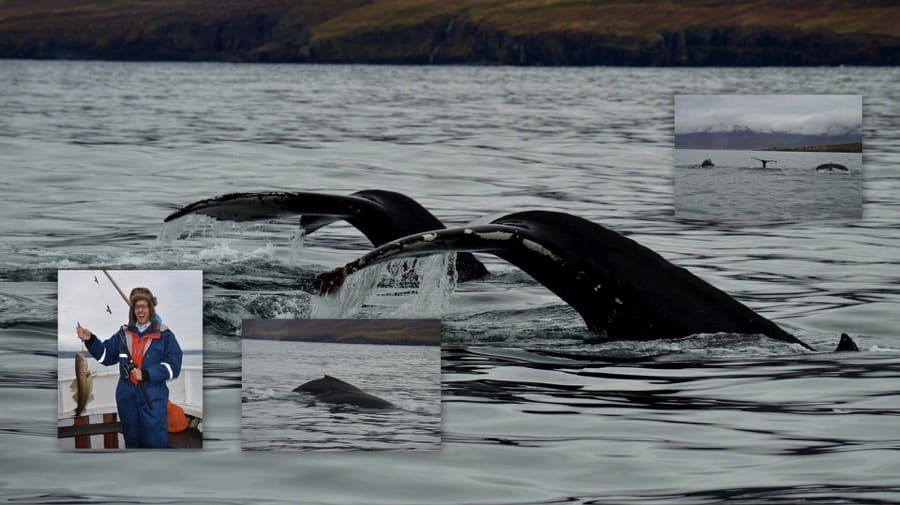 Whale watching in North Iceland