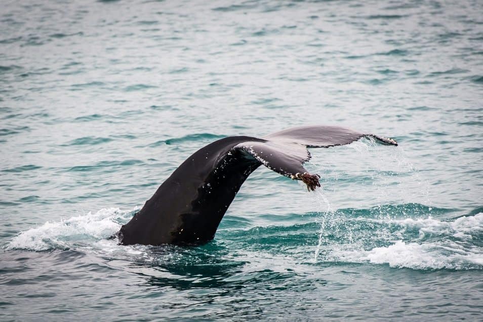 Humpback whale in North Iceland