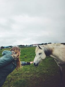 Friendly Icelandic horse