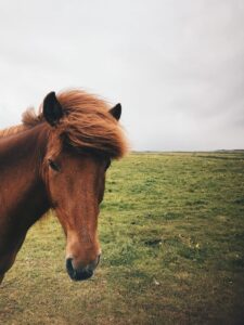 Icelandic horse