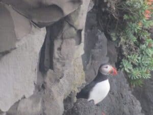 Puffins by Dýrhólaey Puffins by Dýrhólaey