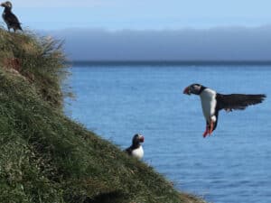 Puffins in Borgarfjörður Eystri Puffins in Borgarfjörður Eystri