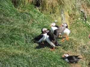 Puffins in East Iceland Puffins in East Iceland