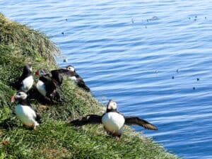 Puffins of Iceland Puffins of Iceland