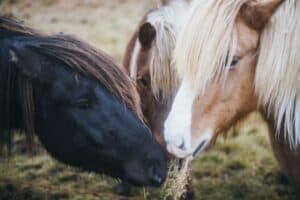 Roadside horses in Iceland