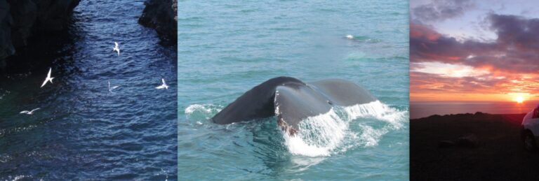 flying seagulls, whale tail, camper in sunset iceland