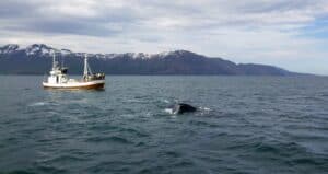 Whales in Húsavik