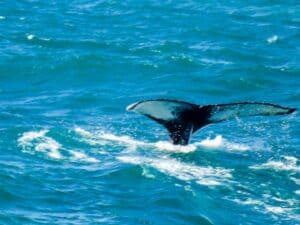 Whales of Húsavík Whales of Húsavík