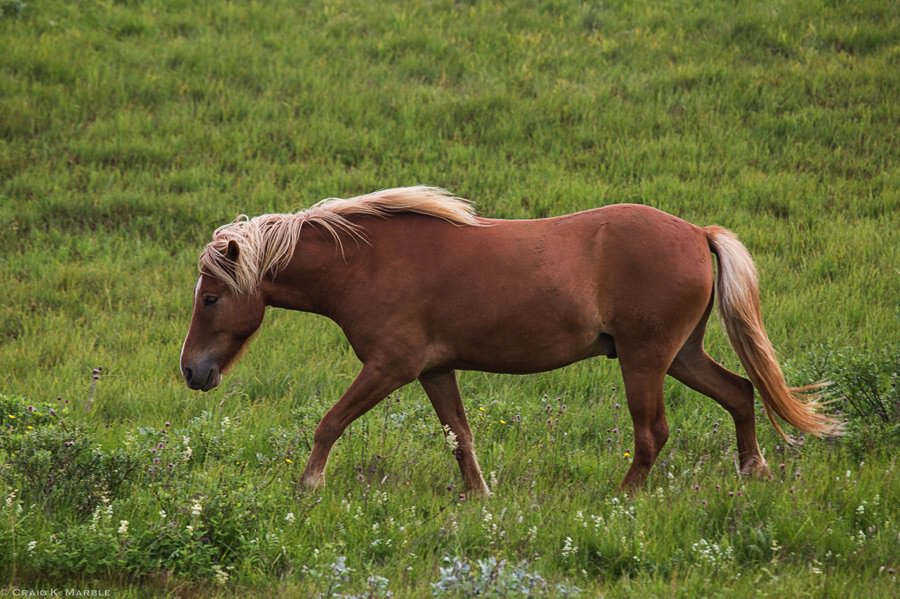 Horseback riding in Iceland