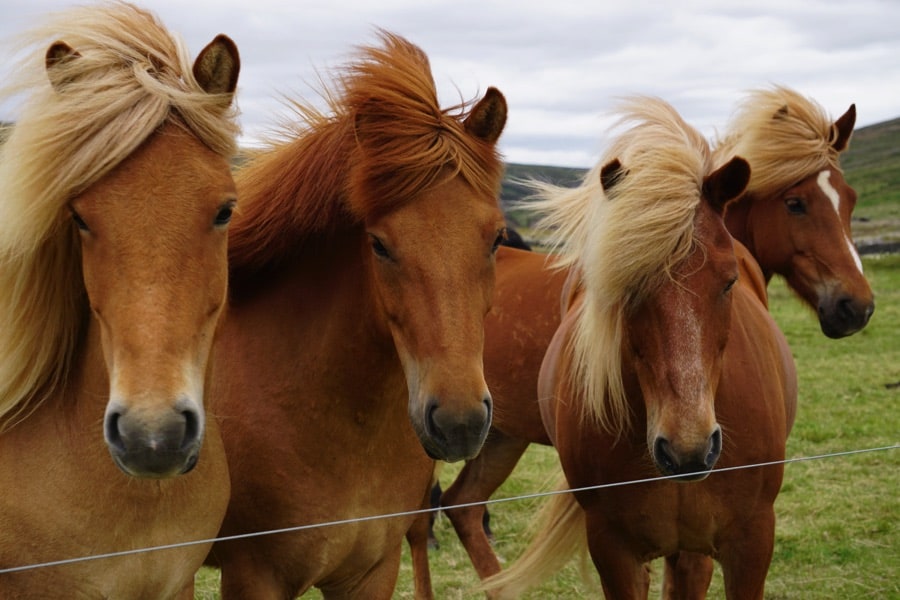 Horseback riding in Iceland