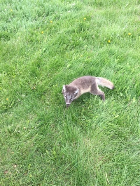 The Icelandic Fox