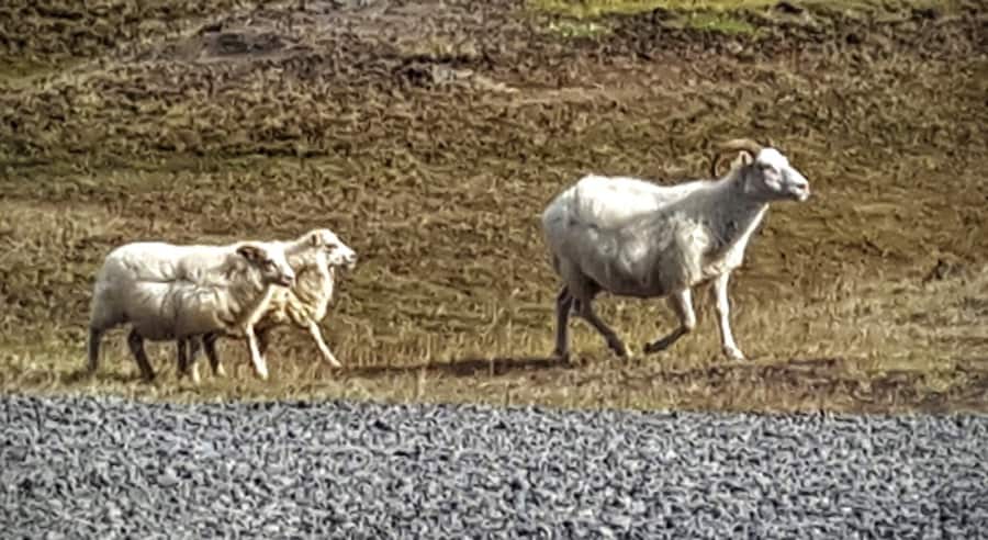 Icelandic sheep in North Iceland