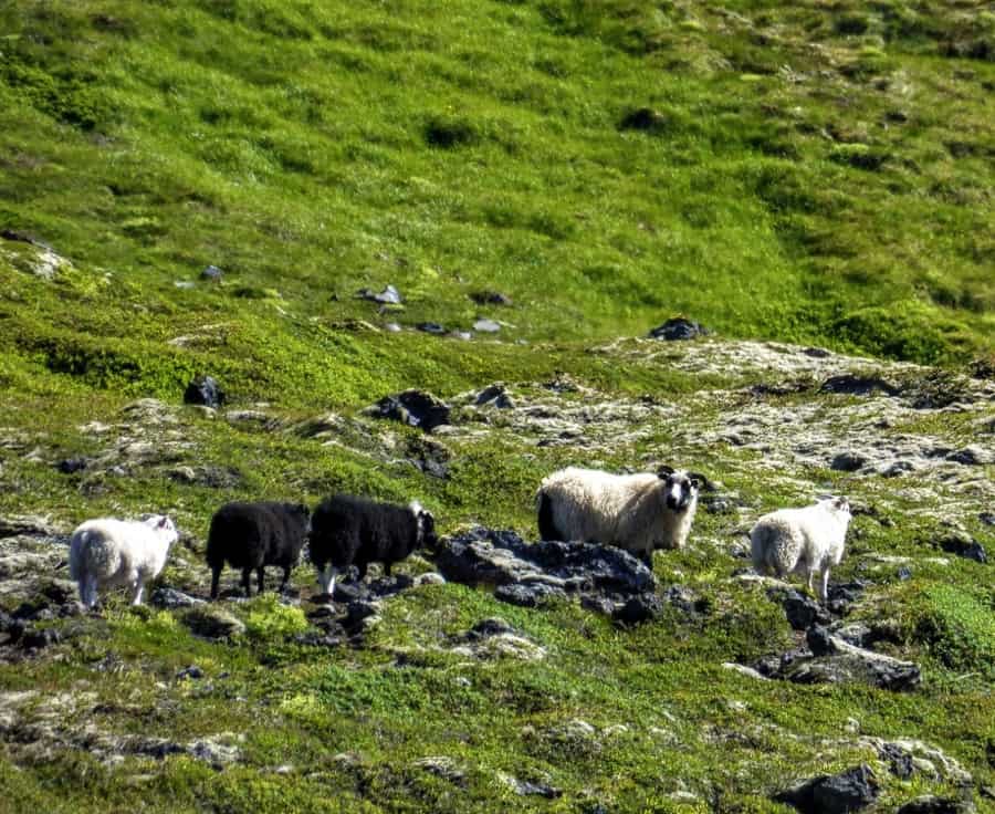 Icelandic sheep