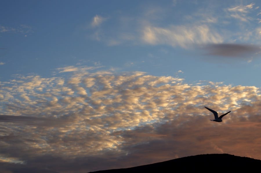 A seagull above the port of Húsavik