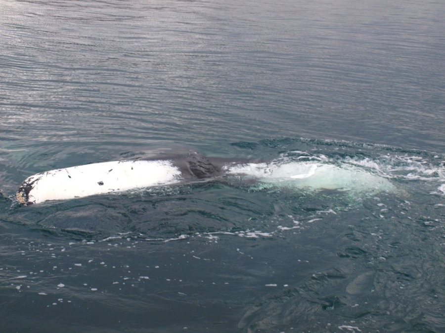 Whale watching in Dalvik, North Iceland