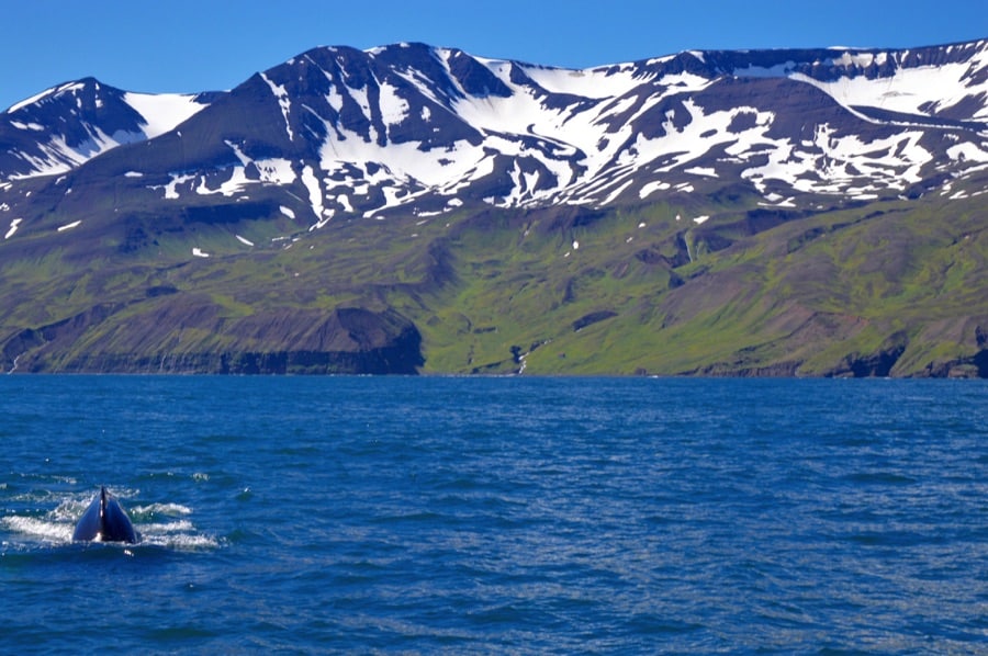 Watching gentle giants in North Iceland