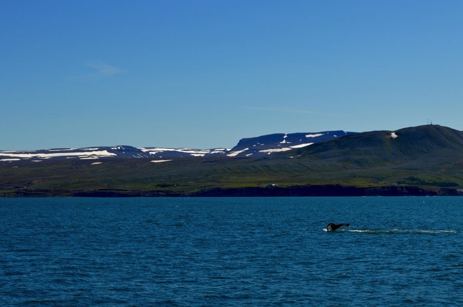 Gentle giant tour from Húsavík