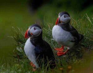 Two puffins