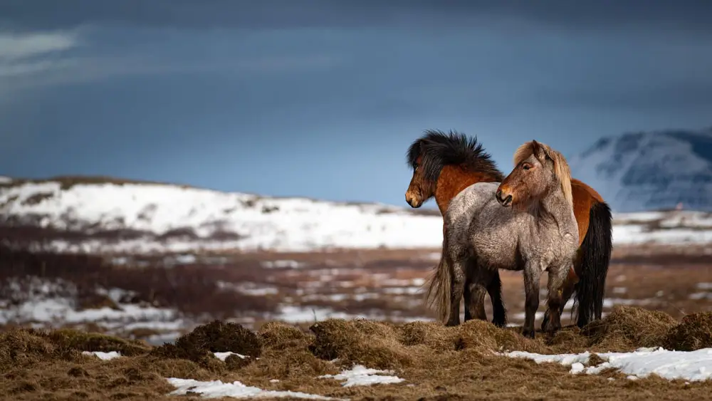 Two Icelandic horses in a field with snow in the background.