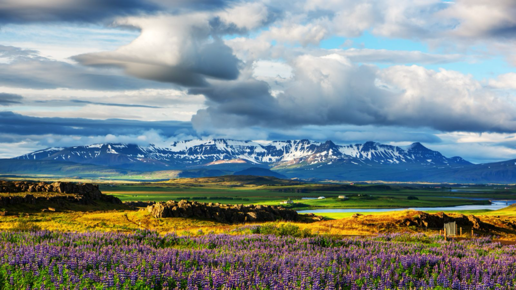 Lupines blossoming in Iceland in the summer.