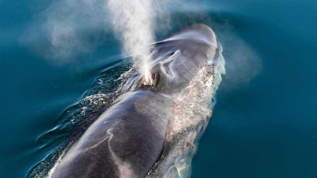 Fin whale close-up expelling water from its blowhole.