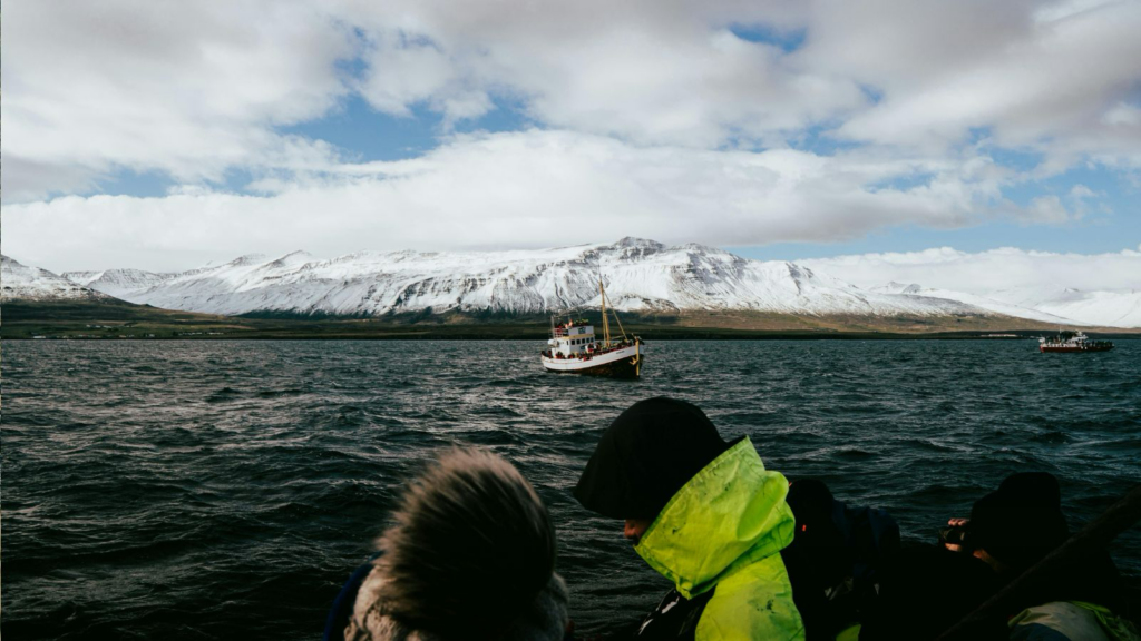 Whale watching tour Iceland.