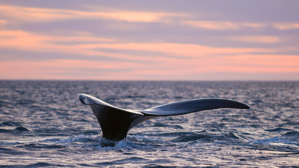 Whale tale breaking the surface of the ocean at sunset.