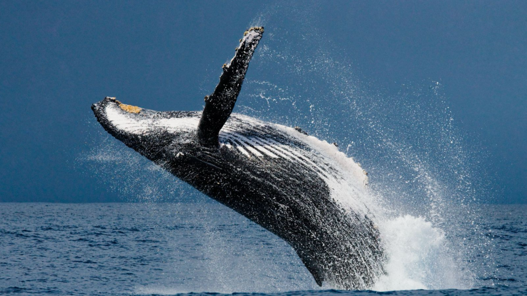 Humpback whale breaching the water.