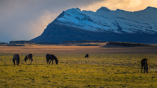 Icelandic horses in a field in front of a snow-topped mountain in Iceland.