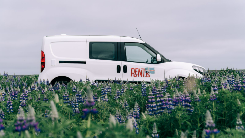 Fiat Doblo in a field of lupine flowers in Iceland. 