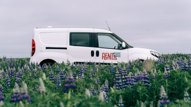 Fiat Doblo in a field of lupine flowers in Iceland.