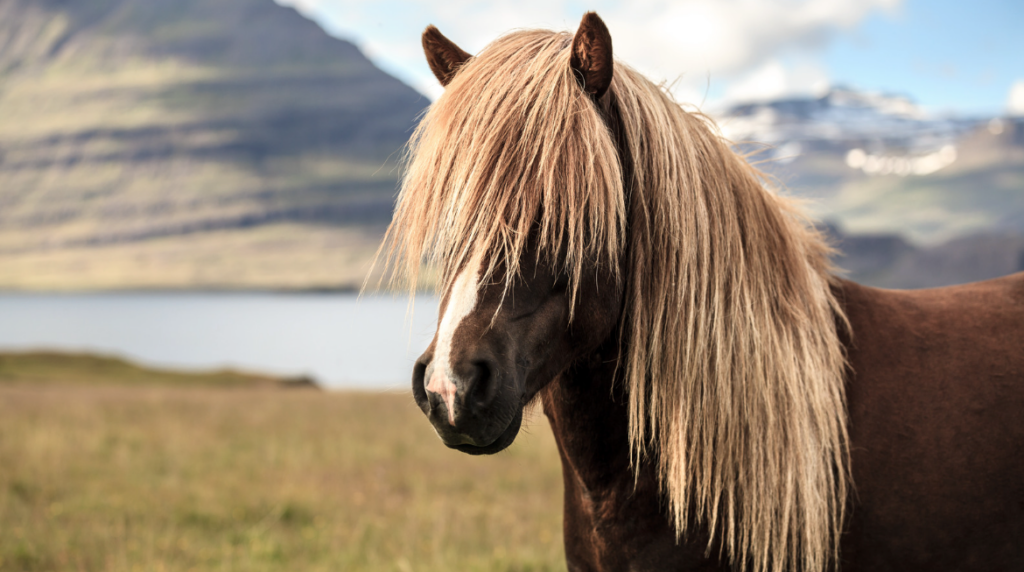 Icelandic Horse with its mane in its eyes.