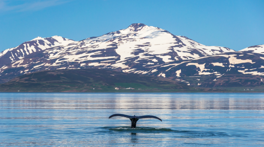 Whale’s tail breaking the surface of the water in an Icelandic fjord.