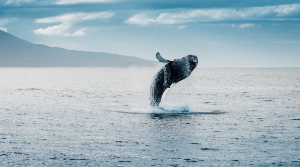 Whale breaching in the waters of Iceland