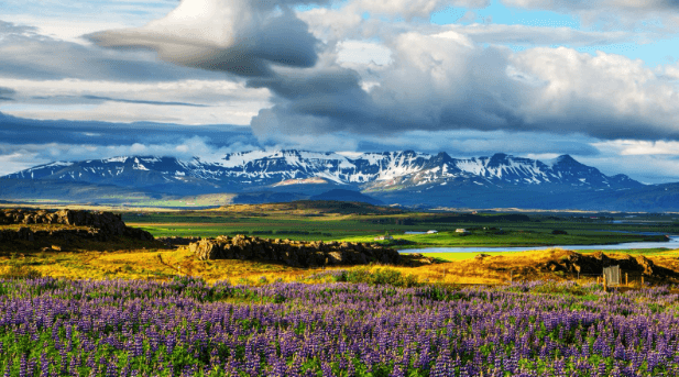 Lupines in bloom in Iceland.