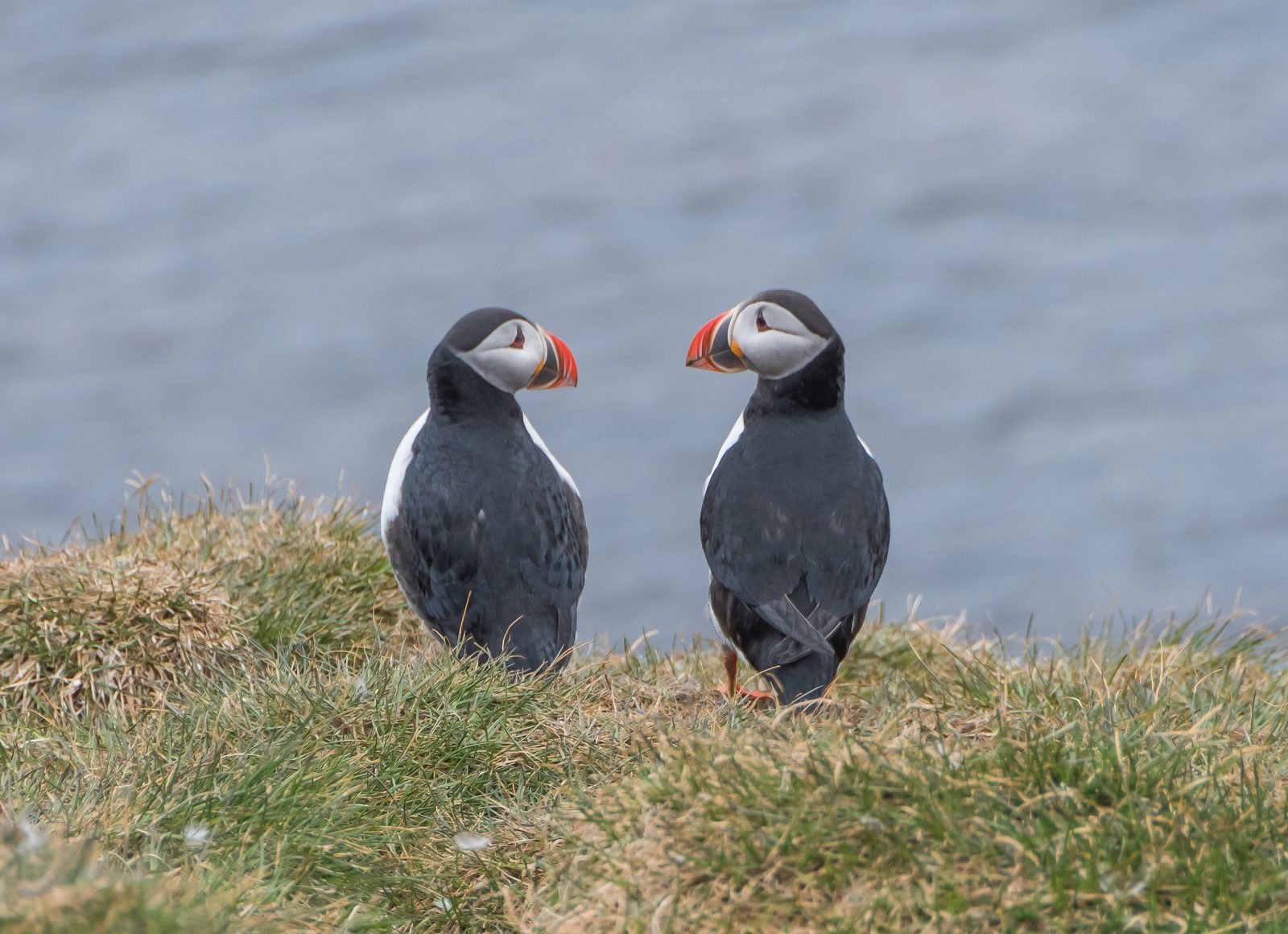 Two Atlantic puffins facing each other on the grass at Hafnarhólmi in East Iceland