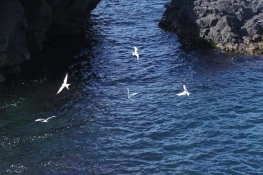 Arctic tern flying around the coast at Arnarstapi