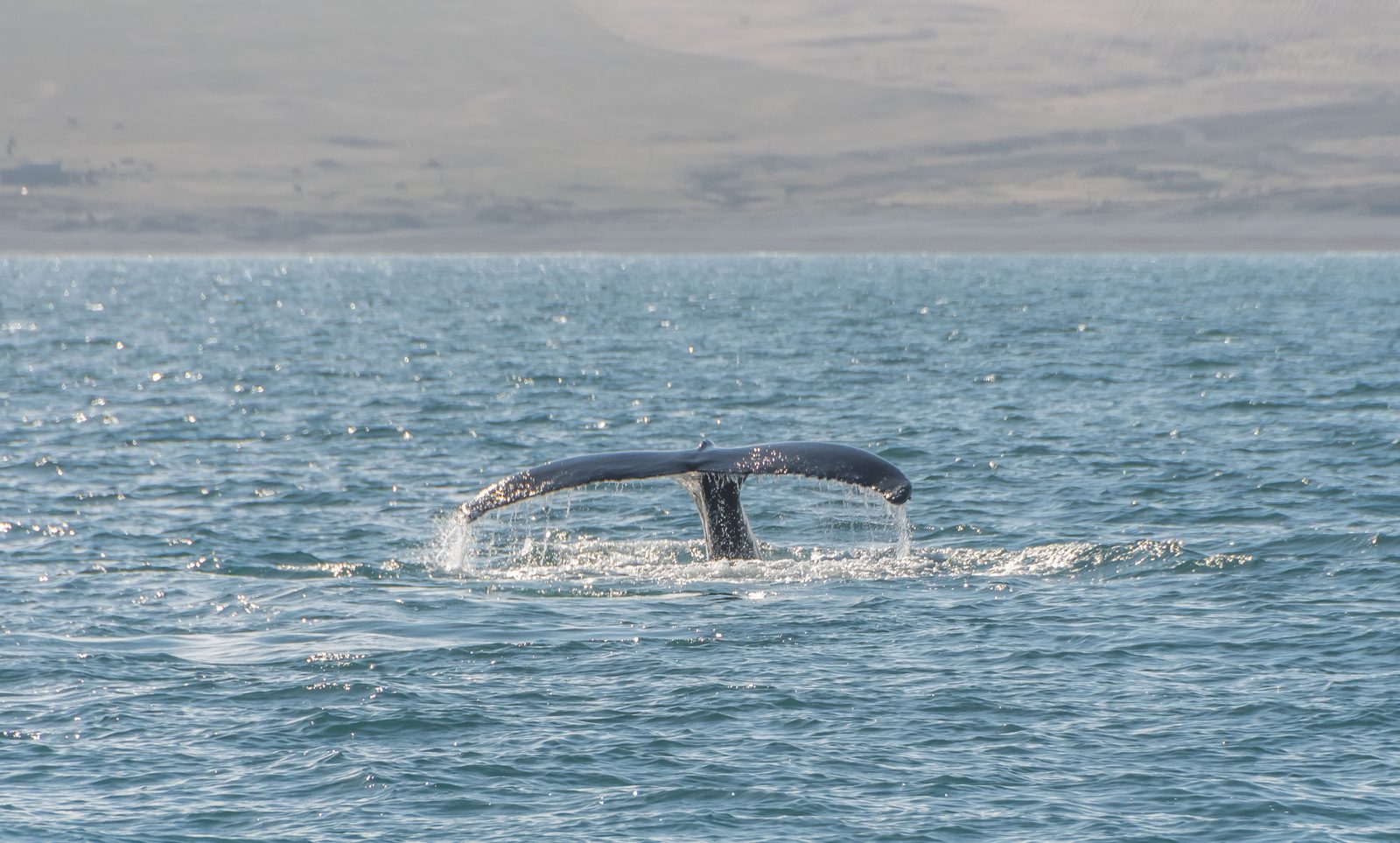Humpback whale tail rising from the sea on a whale-watching trip in Húsavík