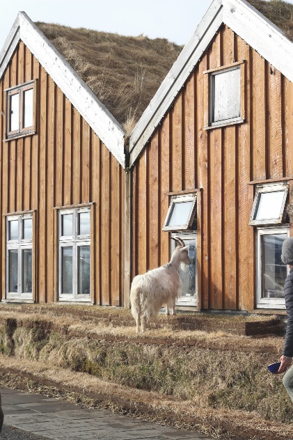 Goat looks into a store window, doing some widow shopping