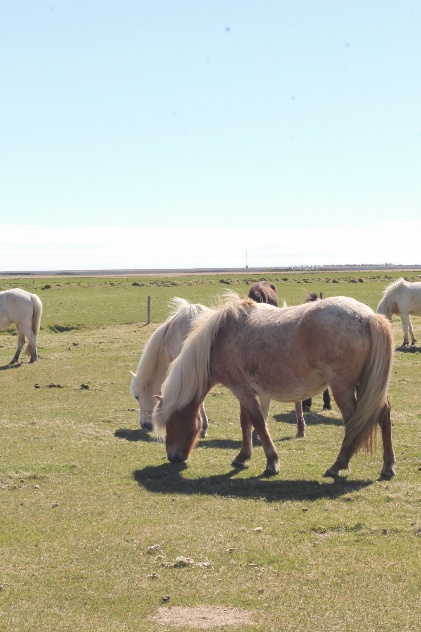 icelandic horses